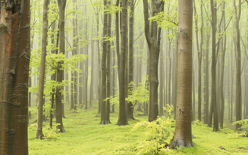 Panorama nature forêt